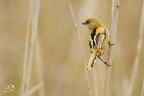 Juveniel Baardmannetje