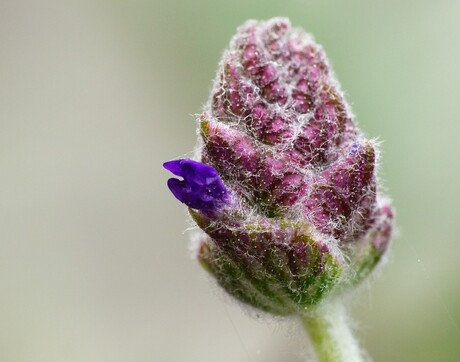 Ontluikende lavendel