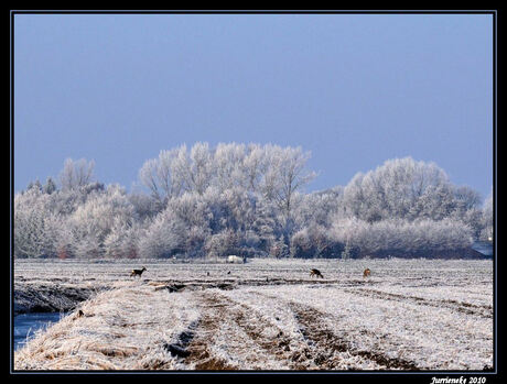 reeën in het winterse landschap