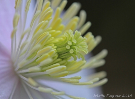 Clematis Montana Superba