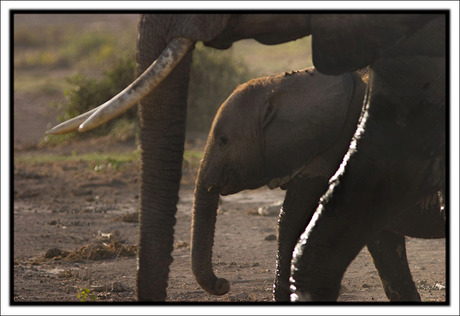 Dust & Mud Elephants