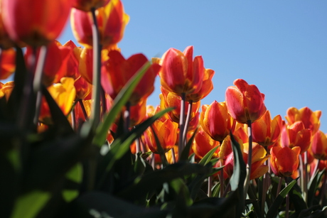 Tulpen.