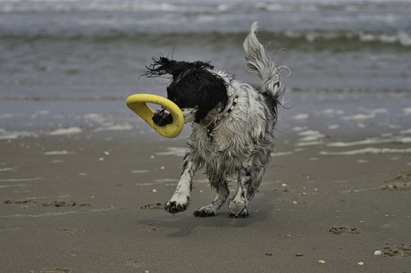 Frisbee