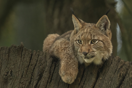 Jonge Lynx op de uitkijk. 