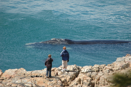 Walvis in Hermanus