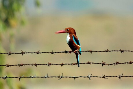 White-throated Kingfisher