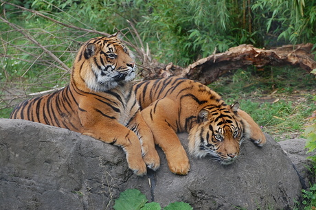 twee tijgers