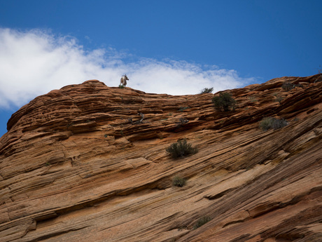 ZionPark_7170392