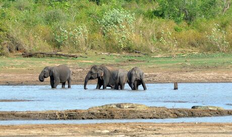 Olifanten en krokodillen in Sri Lanka