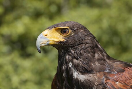 portret van woestijnbuizerd