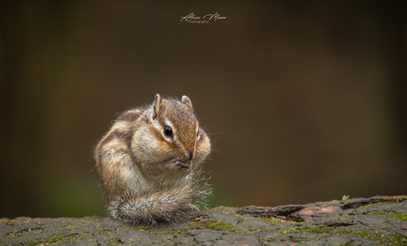 Siberische grondeekhoorn