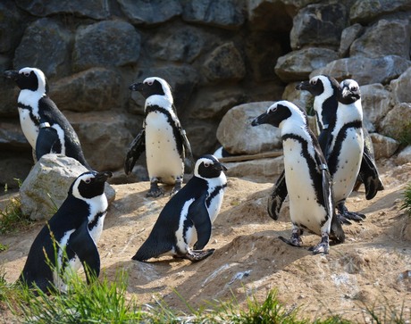 Familie Pinguïn