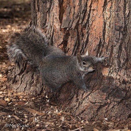 Chicago Squirrel