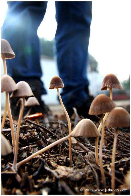 Men & Mushrooms