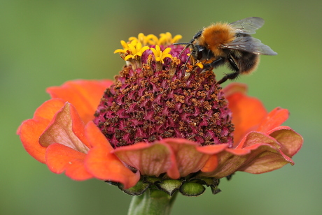 Bedrijvigheid in de pluktuin