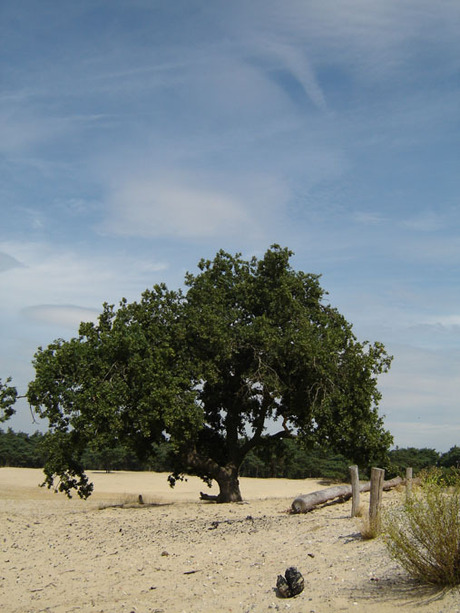 Boom Beekhuizerzand