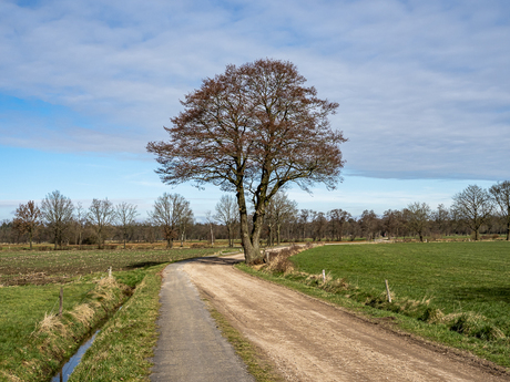 Veluwe 8