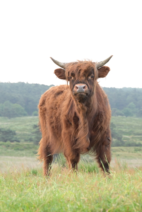 Lang leve de Veluwe