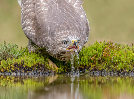 Dorstige Buizerd