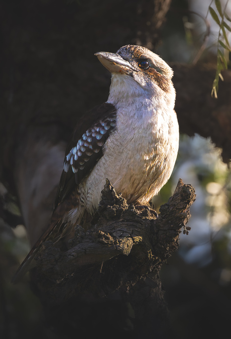Kookaburra 