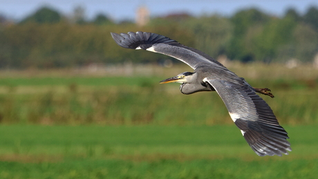 Blauwe Reiger...