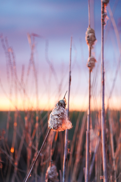 Riet in de ondergaande lentezon