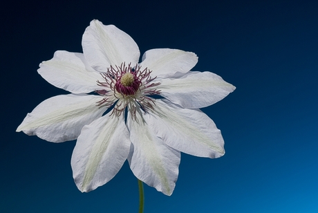 Witte Clematis