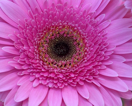 Gerbera