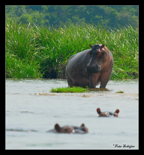 nijlpaard