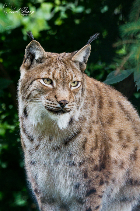 Lynx in Oostenrijkse dierentuin