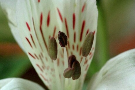 bloem uit eigen vaas