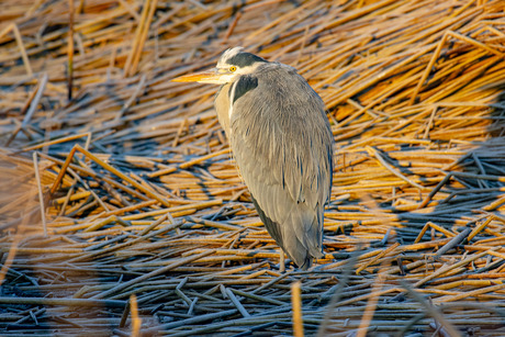 Berijpte blauwe reiger