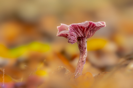 Herfstkleuren 