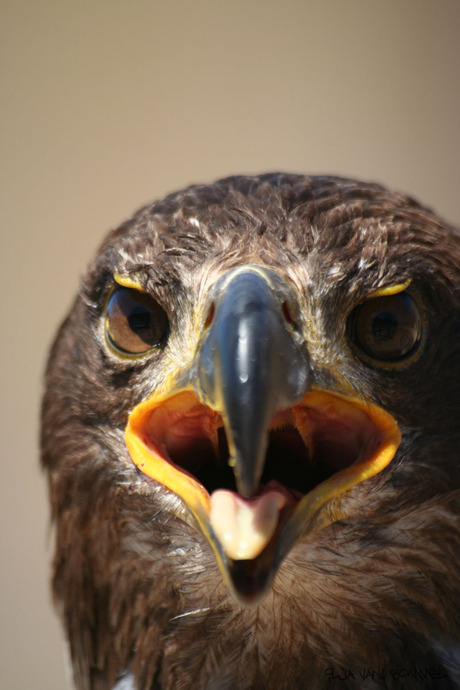 bold eagle in Canada