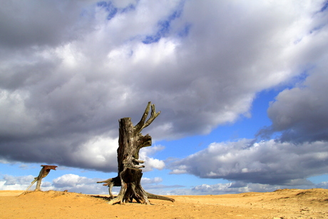 Hoge Veluwe