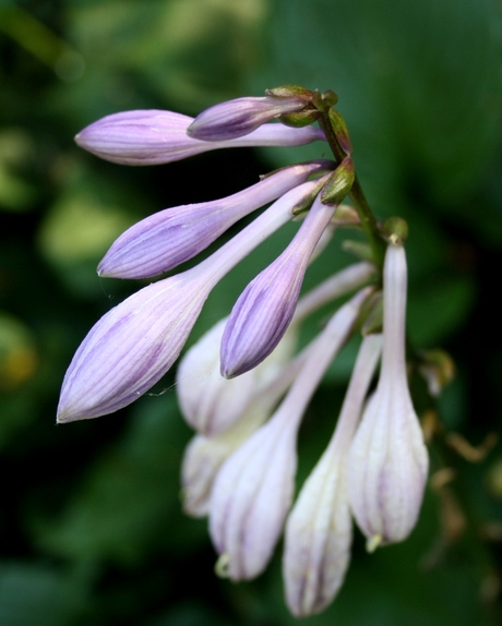 Hosta