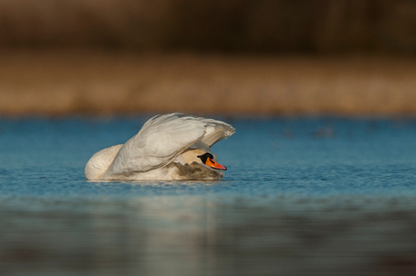 Stretchy Swan