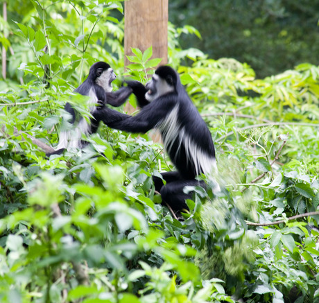 vechtende colobusaapjes