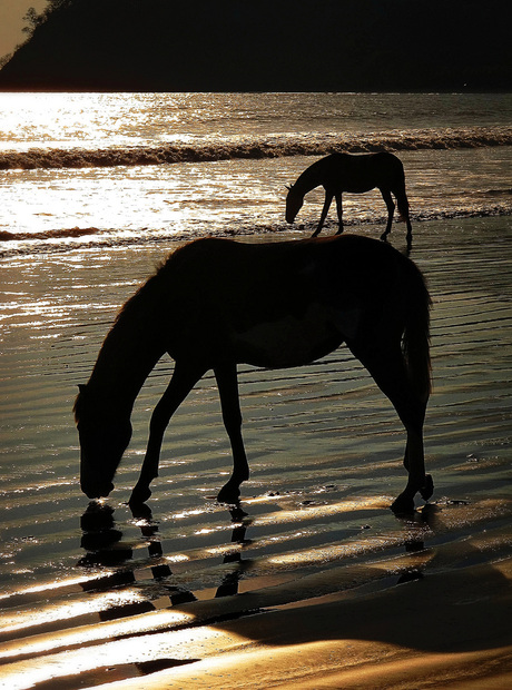 seahorses..