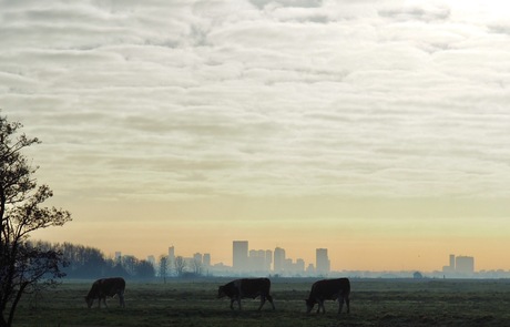 Koeien, mist en skyline