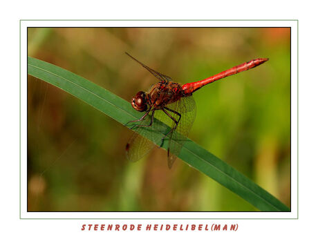 Steenrode Heidelibel (m)