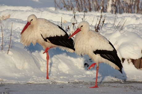 Honkvast in onze woonplaats