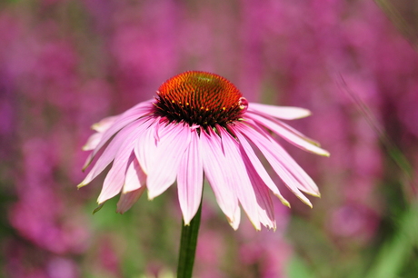 Echinacea Purpurea