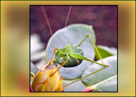 Moeilijk doen met een bloemknop