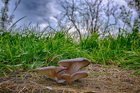 Mushrooms