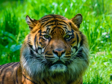 Sumatraanse tijger .
