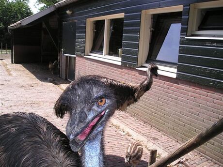 Wat....ik een rotkop?