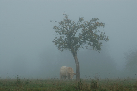 stier in Normandie