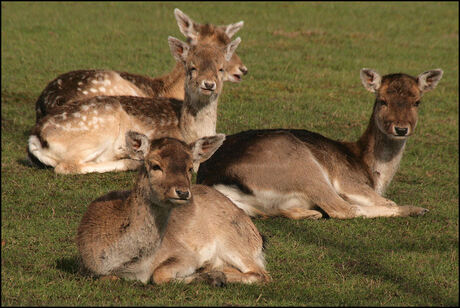 Lekker in de voorjaarszon