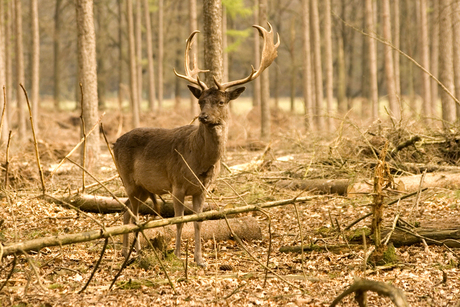 hert in park hoge veluwe